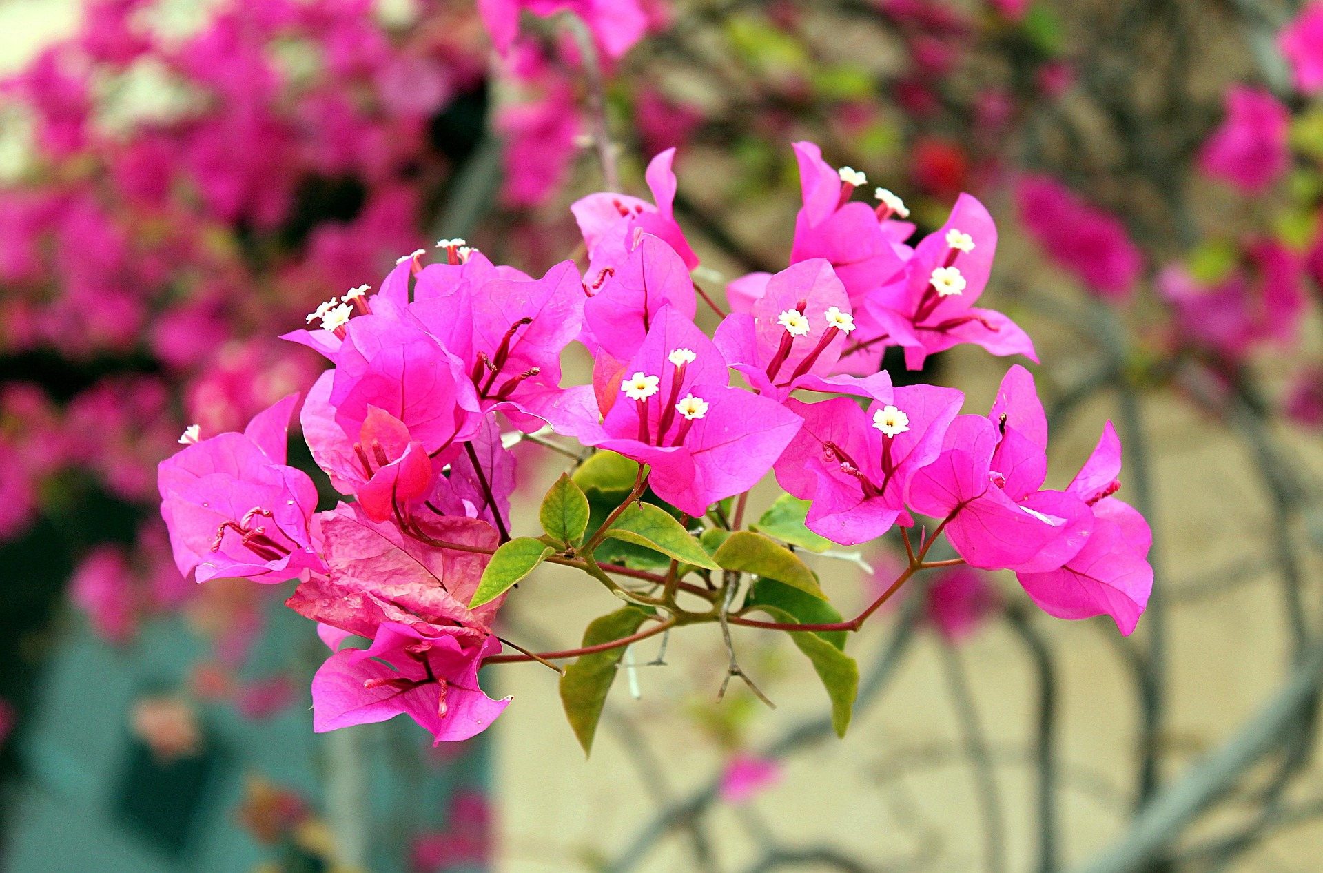 tortic84 bougainvillea 3477453 1920